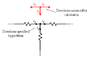 Fig1.gif