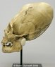 peruvian_female_(skull_binding_100bc)-www_boneclones_com.jpg