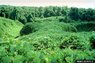 Kudzu.jpg