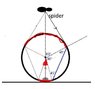 spider.JPG