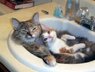 NiceCats.jpg