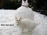 CatSnowman.jpg