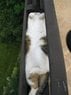 SleepyCat.jpg