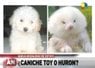 poodle-ferret.jpg