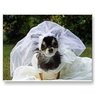 wedding_chacha.jpg