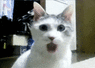 -61137848.gif