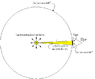 Fig2.gif