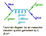 gluon.gif