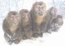 tibetan_macaques.jpg