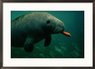 PF_1090637_A_West_Indian_manatee_eats_a_carrot_Posters[1].jpg