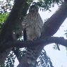 Falcon_IMG_4968_sml.jpg