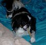 chopin with stick1.jpg