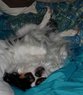 Ming upside down1.jpg