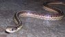 snake1a.jpg