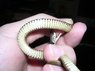 snakea.jpg
