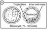 Blastula3.jpg