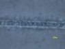 Sample2_StageSpeed2_63p_1kHz_50x_focus1.jpg