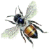 Animation20Bee201.gif