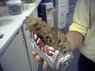 explodingsoda.jpg