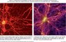 0815-sci-webSCIILLO.jpg