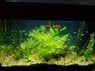 my tank.jpg