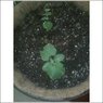 cucumbers.jpg