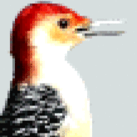 Redbelly98