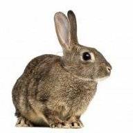 wabbit