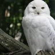 OlderOwl