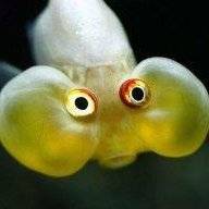 GhostFish