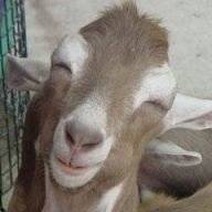 goat-on-a-stick