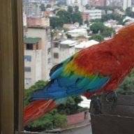 adisabeba