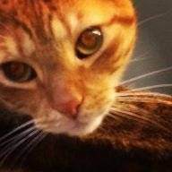 The Physics Cat