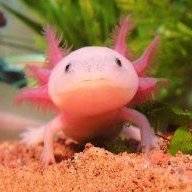 TheAxolotl