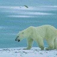 Polar Bear