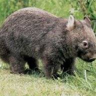 Acid wombat