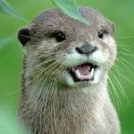 OtterFace