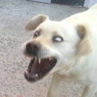 Terrycho