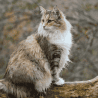 DanishForestCat