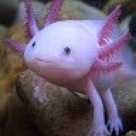 axolotl