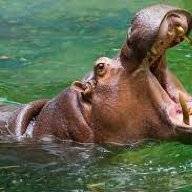 Hippo89