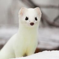 physicsferret