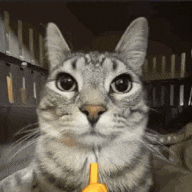 KittiesAre_Cute