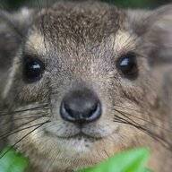 Dassie