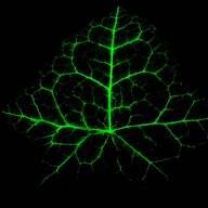 antaris