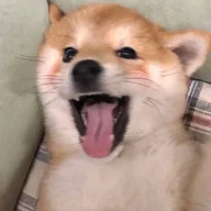 S_vt
