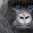 silverback011