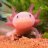 TheAxolotl