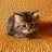 tamakitty