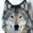 wolf1